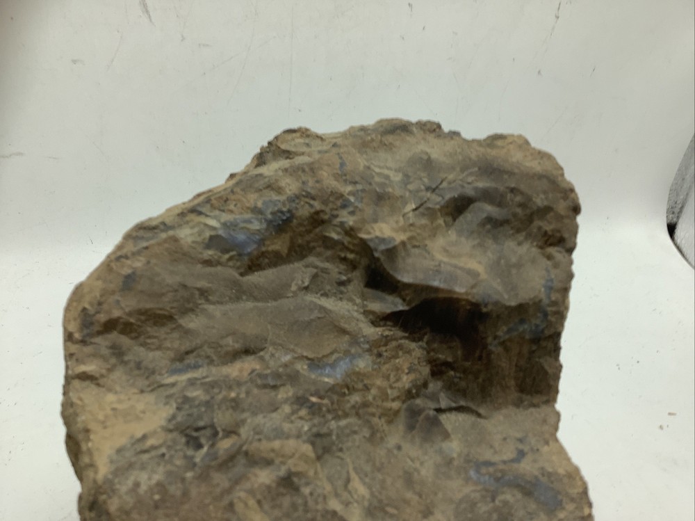 Petrified Wood 5Lbs 14oz