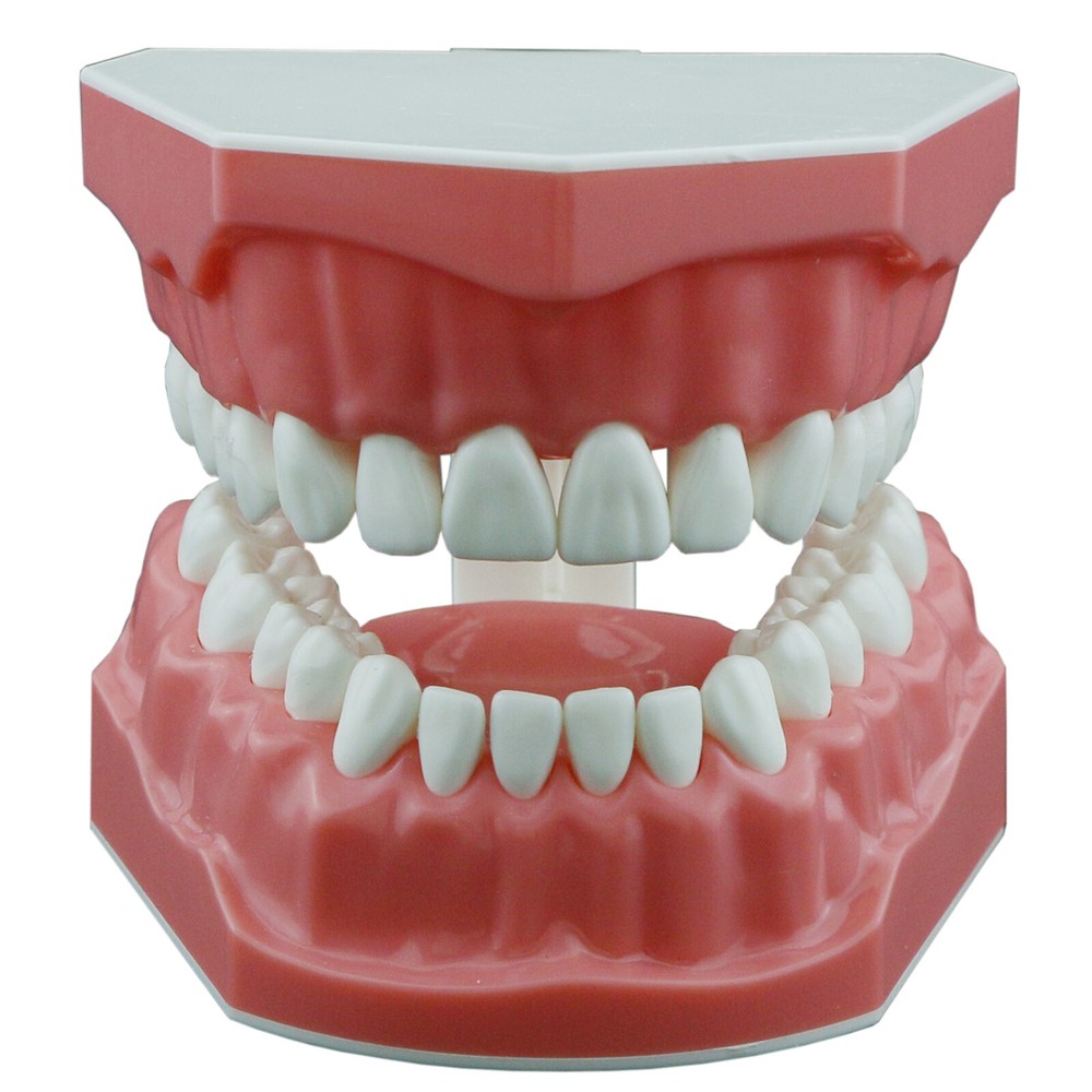 US Dental Teeth Model Brushing Flossing Studying Practice Teaching Model 7010-1
