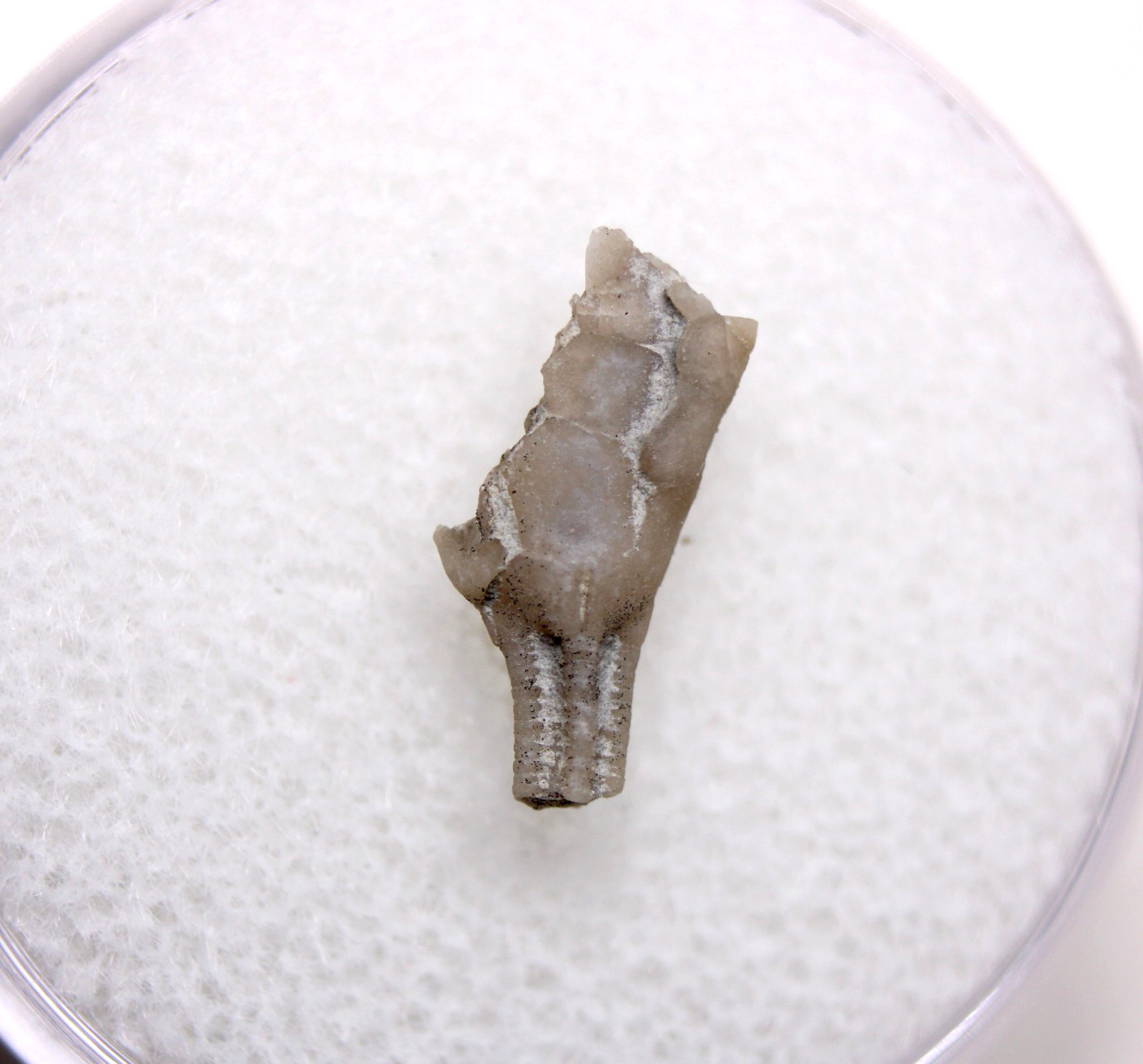 Dendrocrinus Crinoid Fossil Ordovician Kentucky Lexington Limestone