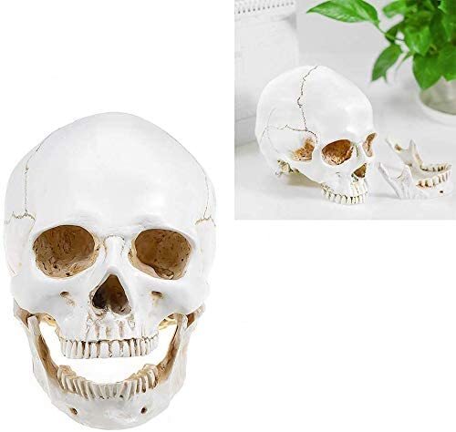 Large Size Retro Removable Human Skull Model Anatomical Teaching Skeleton Head
