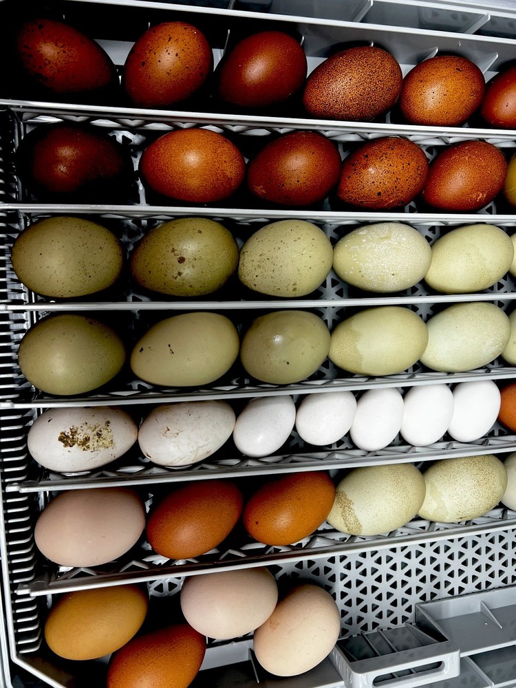 Copper Maran,Easter egger,olive egger hatching eggs