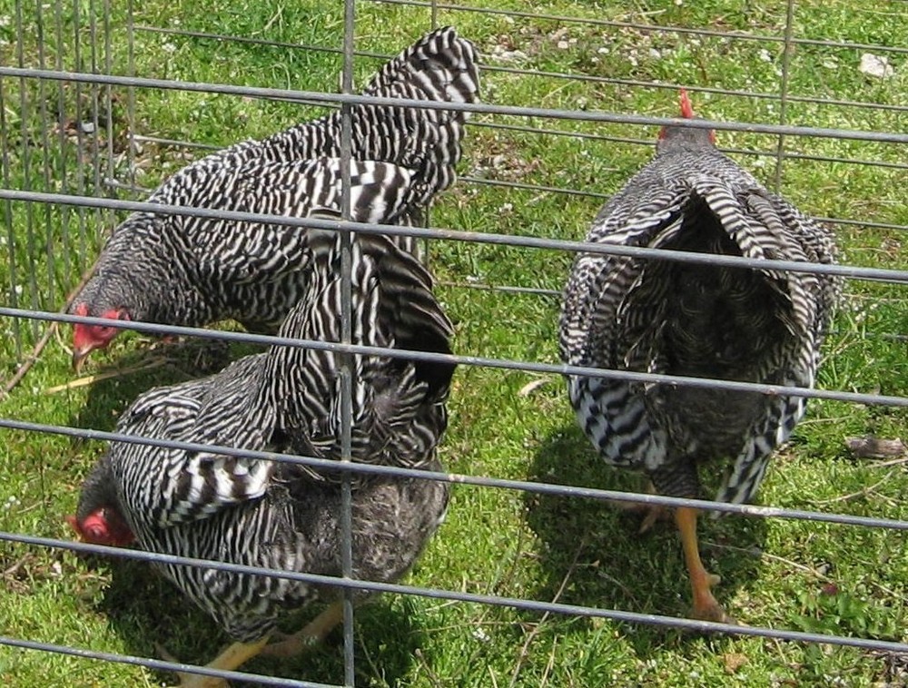 10 Bantam Barred Rock Hatching Eggs