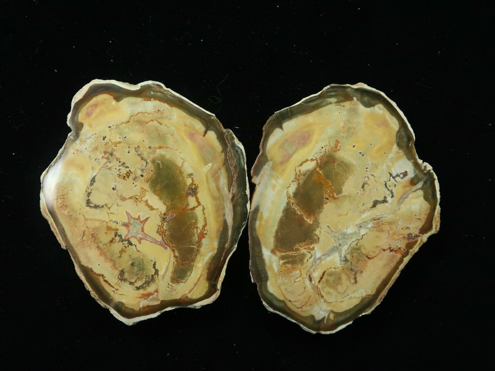 Petrified Wood pair Ambilobe Madagascar
