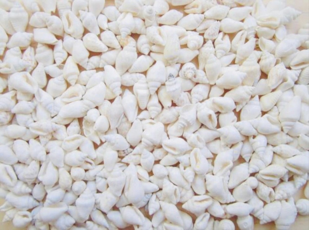 1 Lb Tiny White Nassa Mini Shells (1/4-5/8") Beach Arts Crafts White Shells Tiny