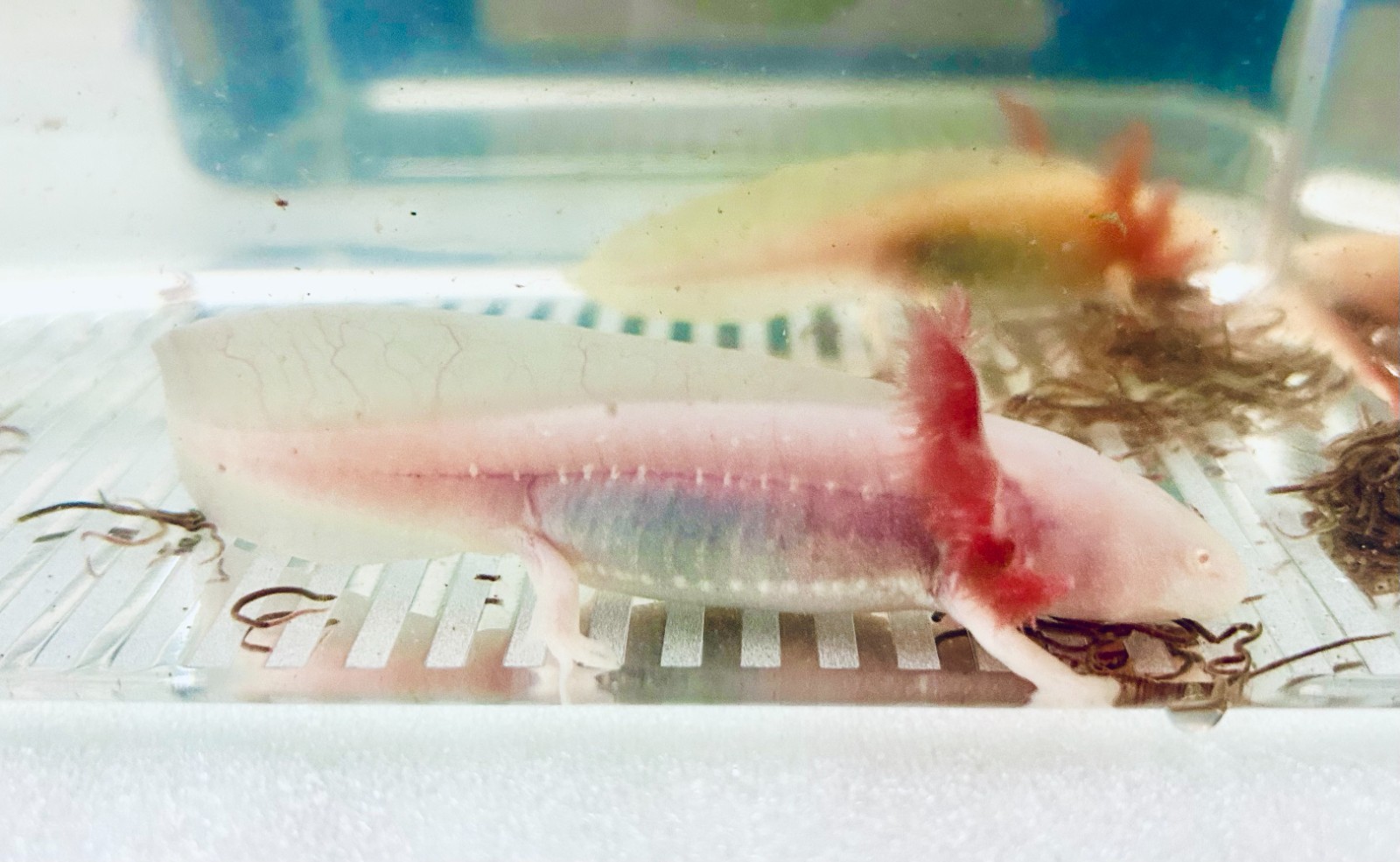 ✨ High Iridophore ✨ Albino & Golden Albino Lotls