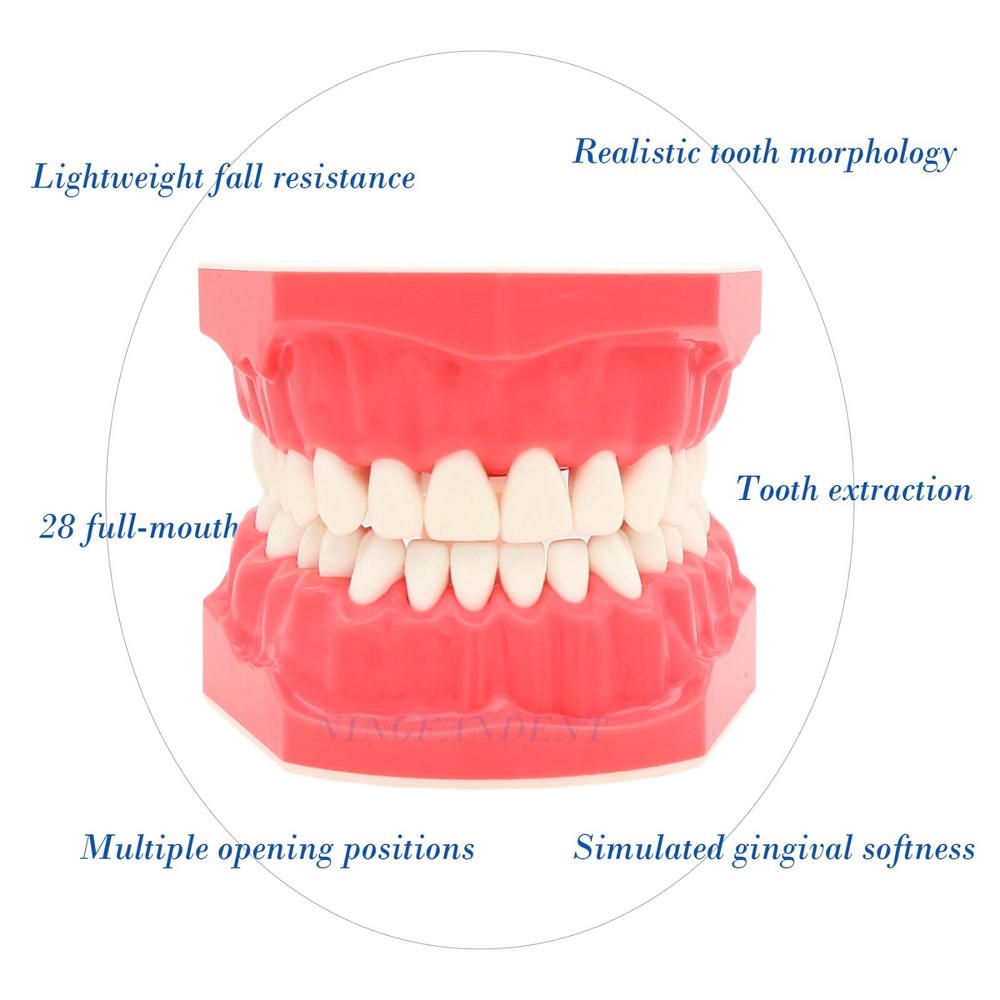 US Dental Typodont Demo Teeth Model1:1 Brushing Flossing Teaching Practice Study