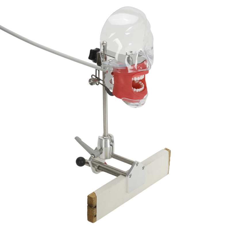 Dental Simulator Manikin Phantom Head Model Teeth Model for Training & Practice