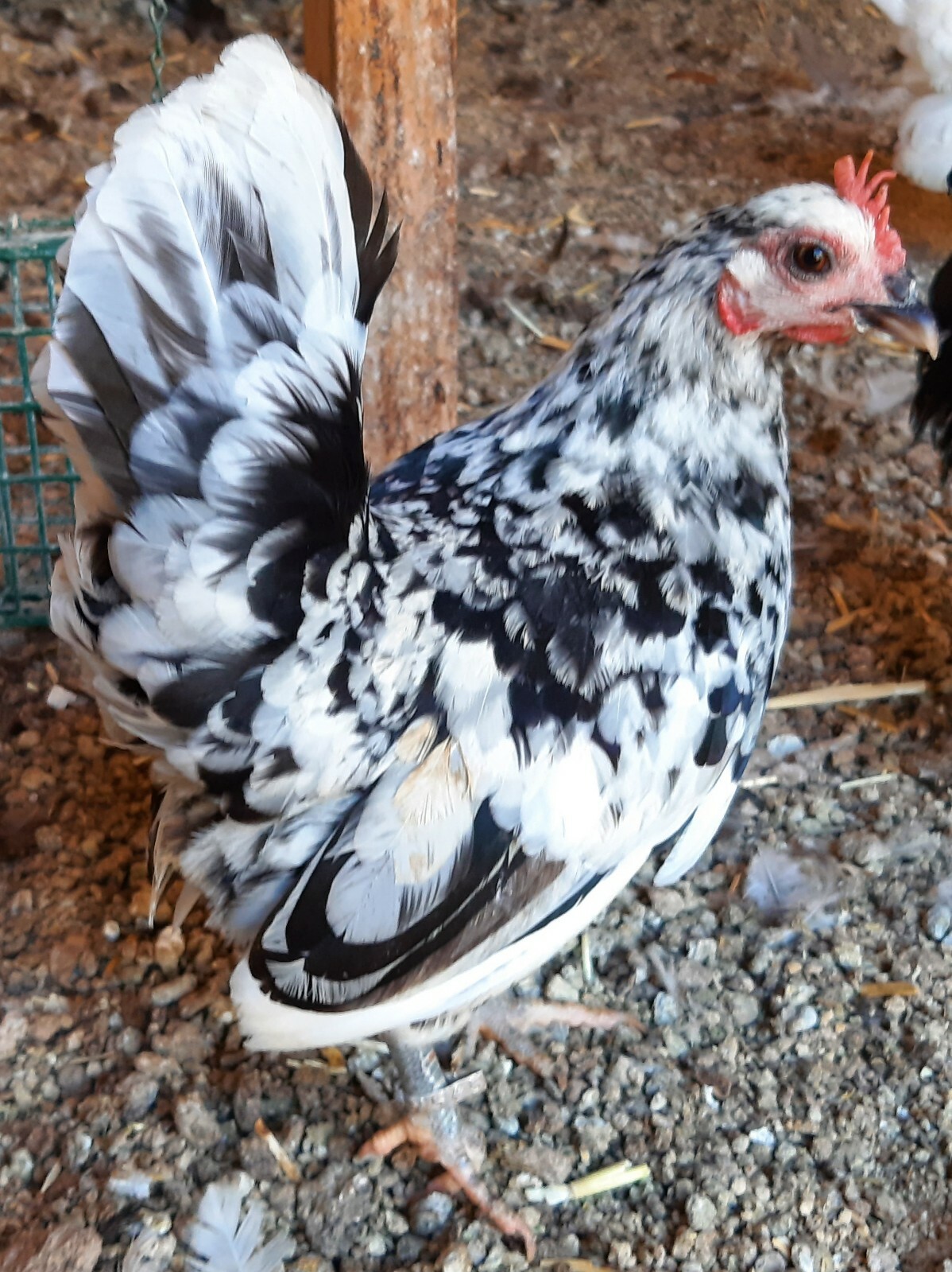5+ Micro To Size A & B 100% Pure Serama Hatching Eggs Malaysian And Traditional