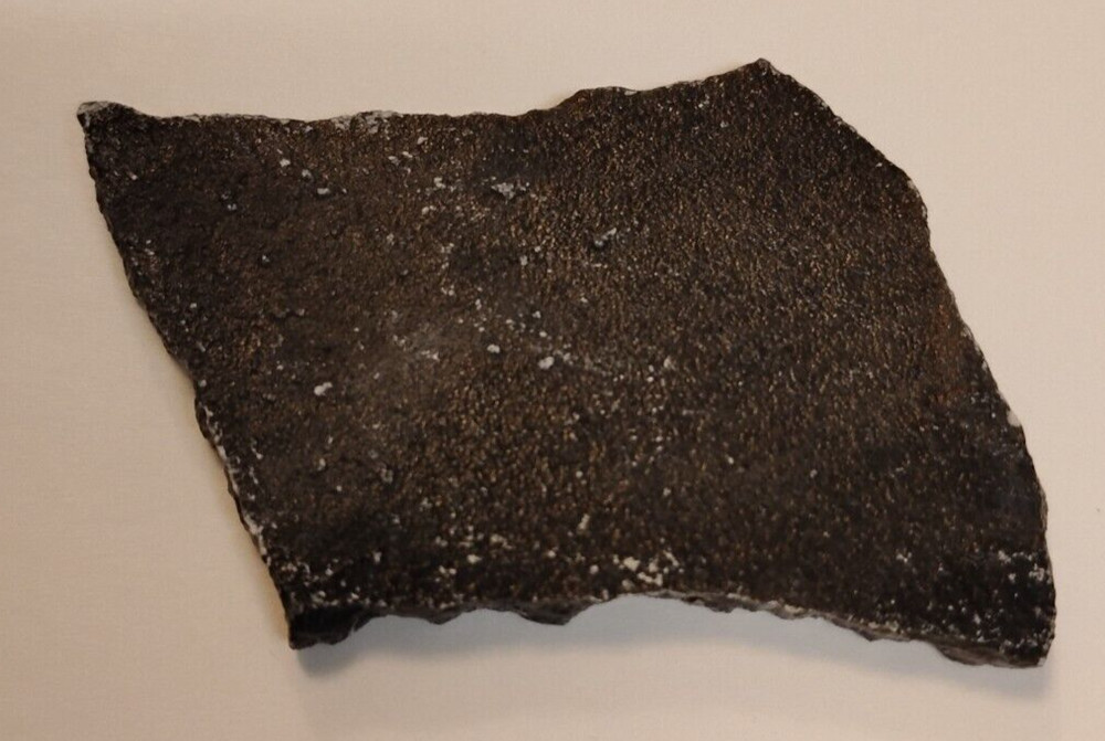 Fossil Algae With Information Sheet