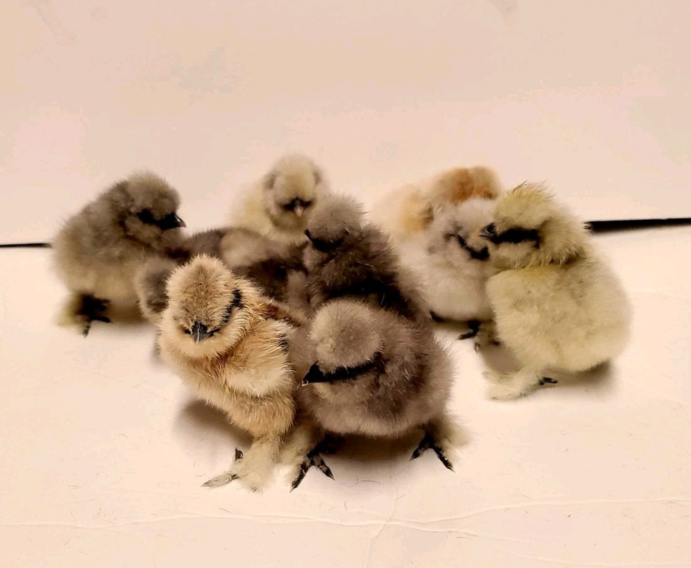 Silkie Hatching Eggs 8