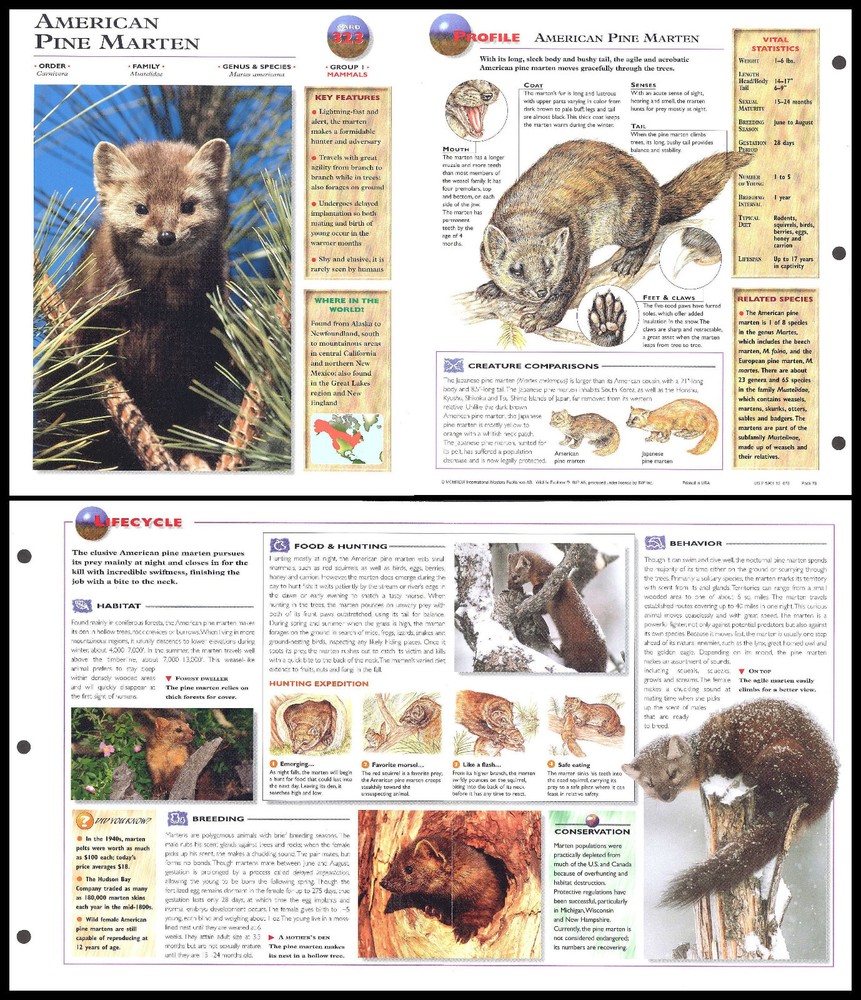 Fold-Out Sheet - American Pine Marten - 323
