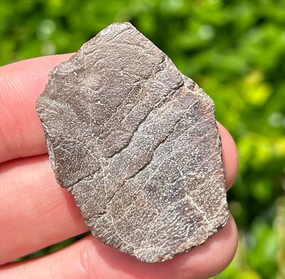 Protostega Fossil Cretaceous Turtle Shell Dinosaur Bones Ozan Formation