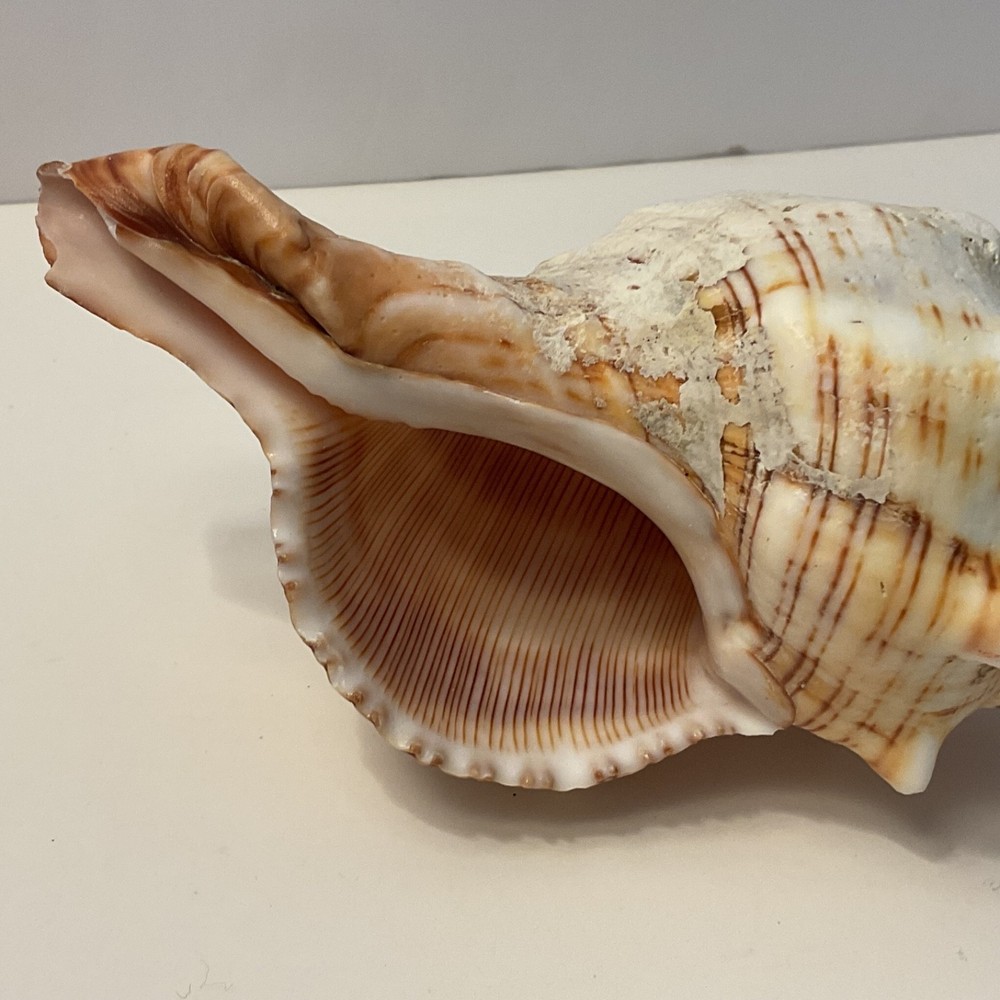 Conch Seashell Brown & White 7” Long Sea Shell