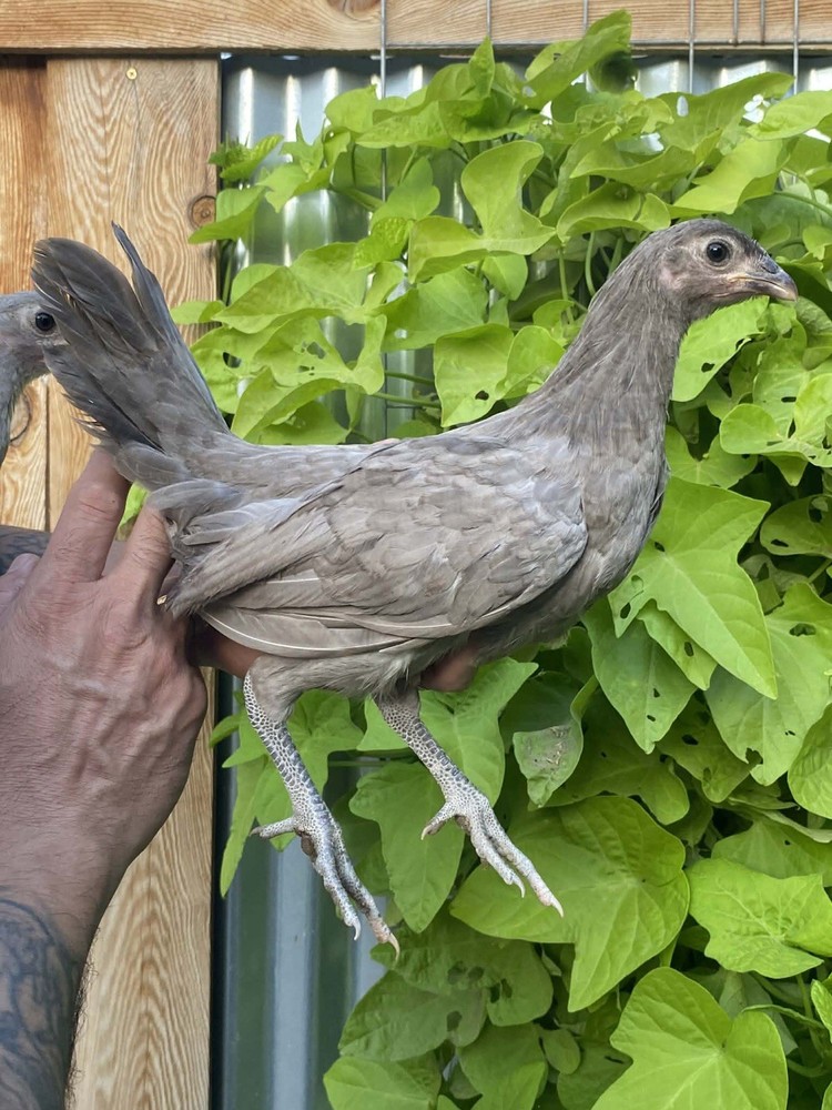 2 Hatching EGGs EGGs