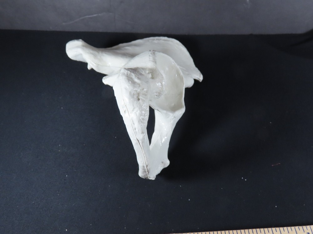 Anatomical Human Simulated Hip Bone Model Medical Educational Teaching C5122