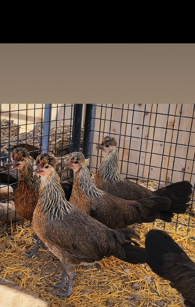 12 Pure Flarry Eye Hatching Eggs