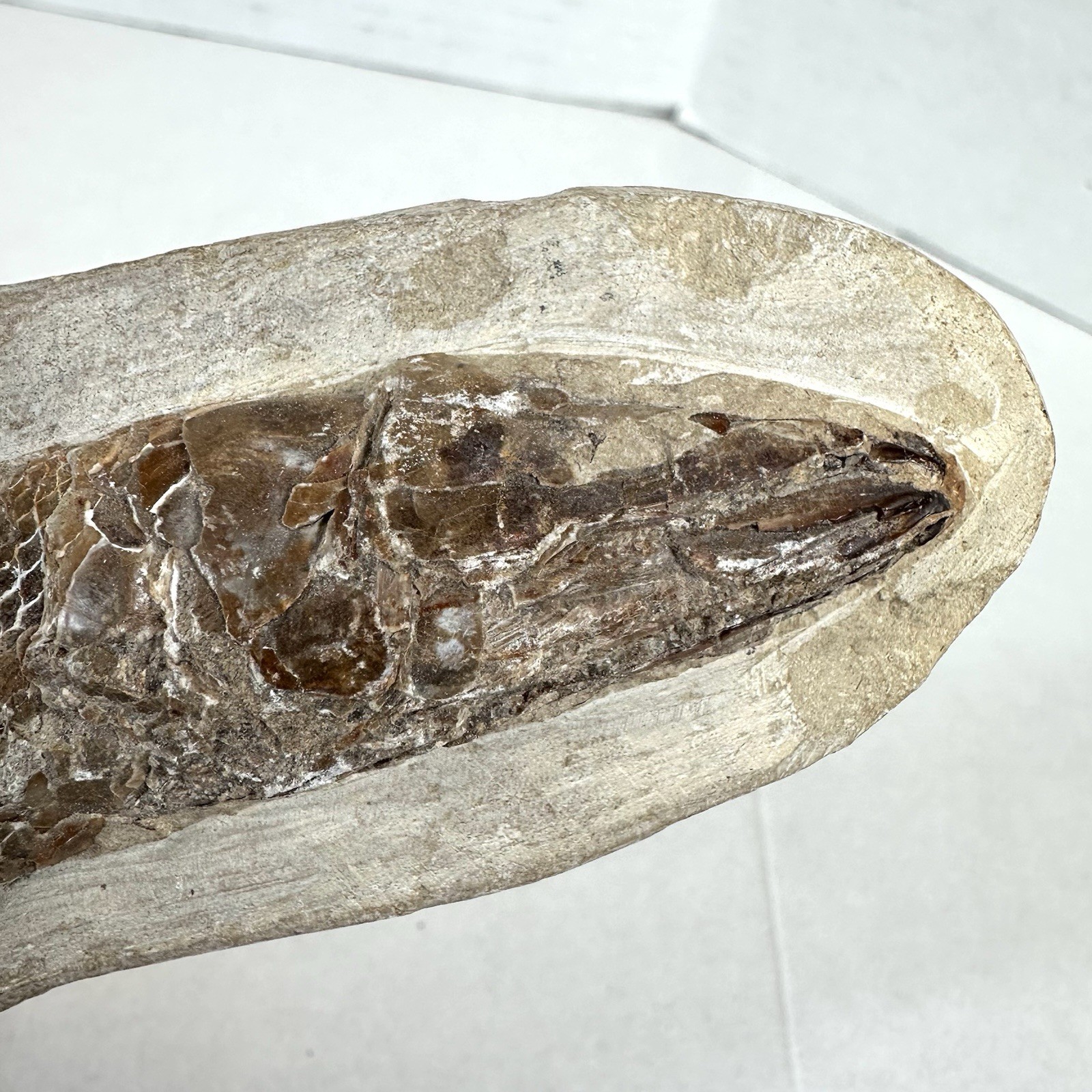 Fossil Fish Encased In Stone Rock Fossilized 6”