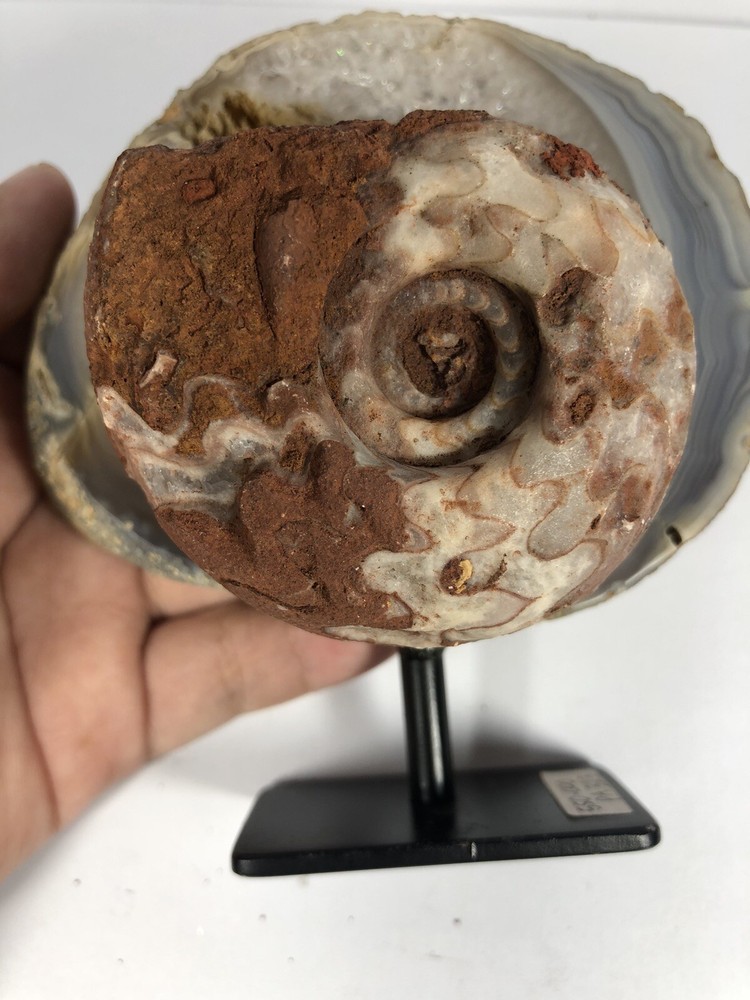 EXTRA STANDING FOR BUYER