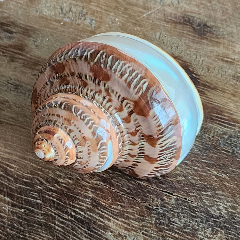 Banded Petholatus Turbo Shell - Bulk Shells - Wholesale Shells - Hermit Crab