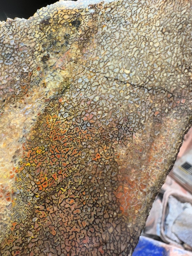 Dinosaur bone rough **hxtled end cut.