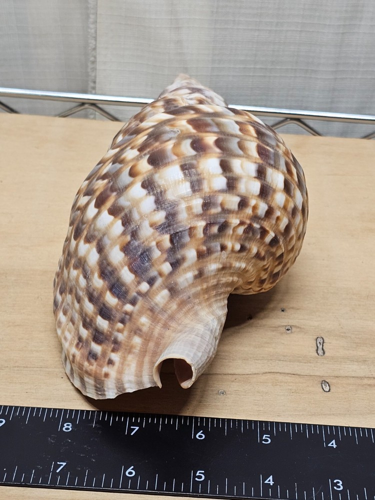 Large Triton Decorative Shell Seashell Table Top Centerpiece 7-8"