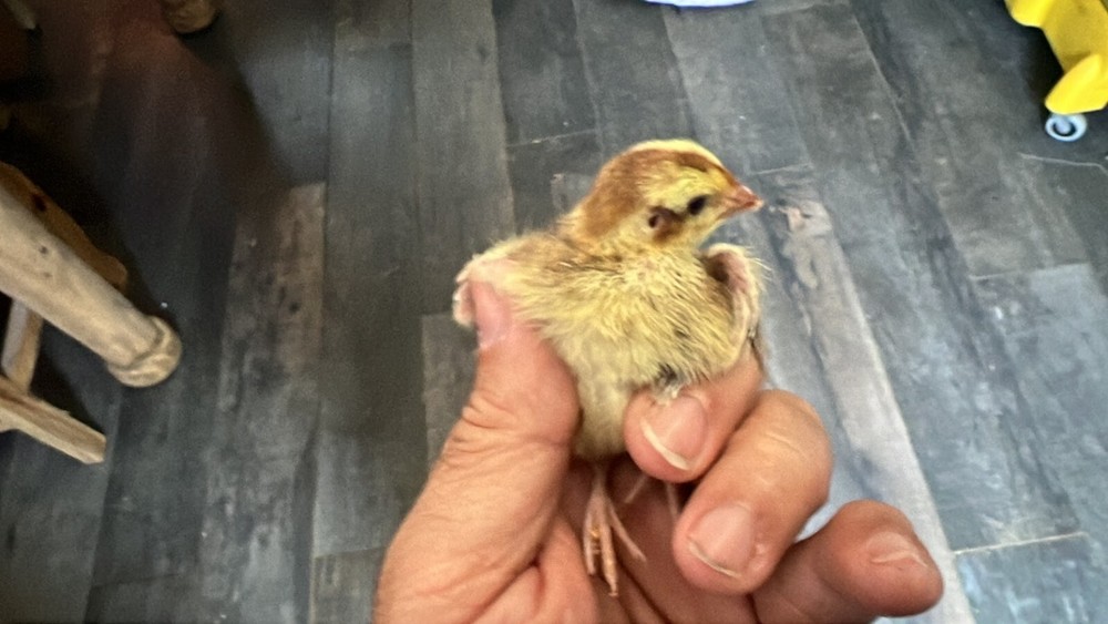 12 Celadon Blue Quail Red Range Jumbo Hatching Eggs, Good Genetics