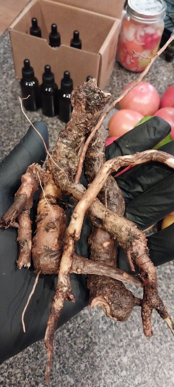 SMOKY MTNS. TN  Sassafras Roots 4 ozs. . FRESH 1/4 lb. Rootbeer TEA