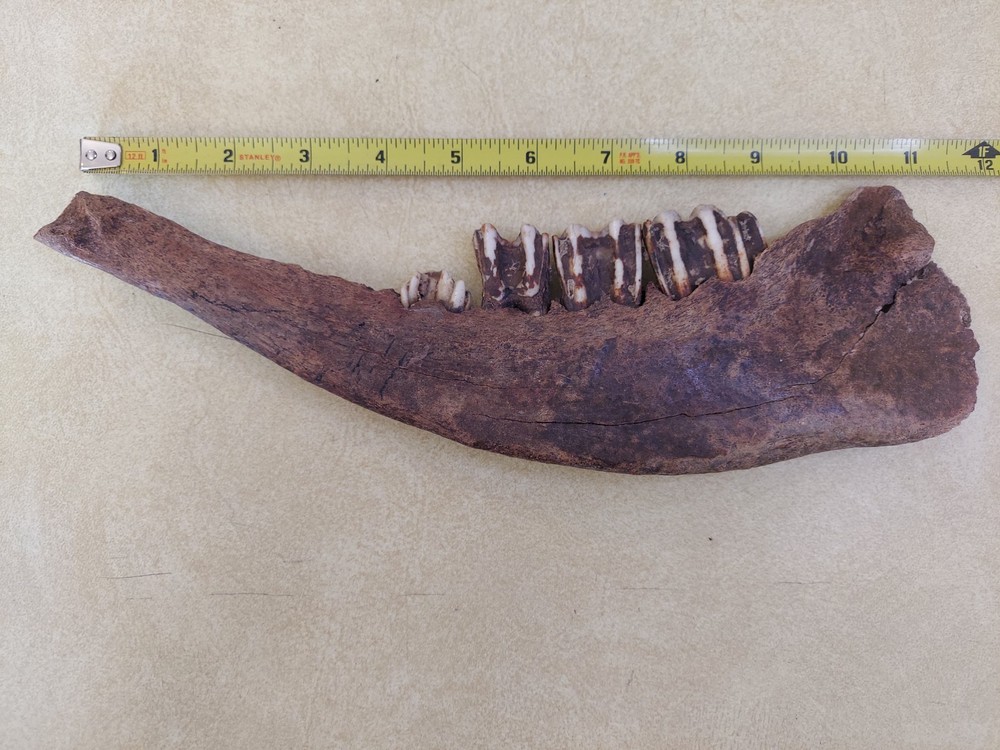 Bison Partial Jaw Bone Fossil with 3 Teeth 12"