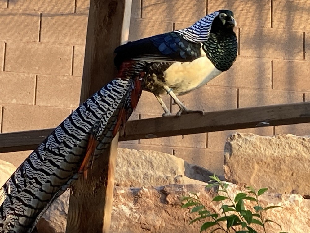 6 Lady Amherst Hatching Eggs Laying Now—Best Shipping Method, Read Description