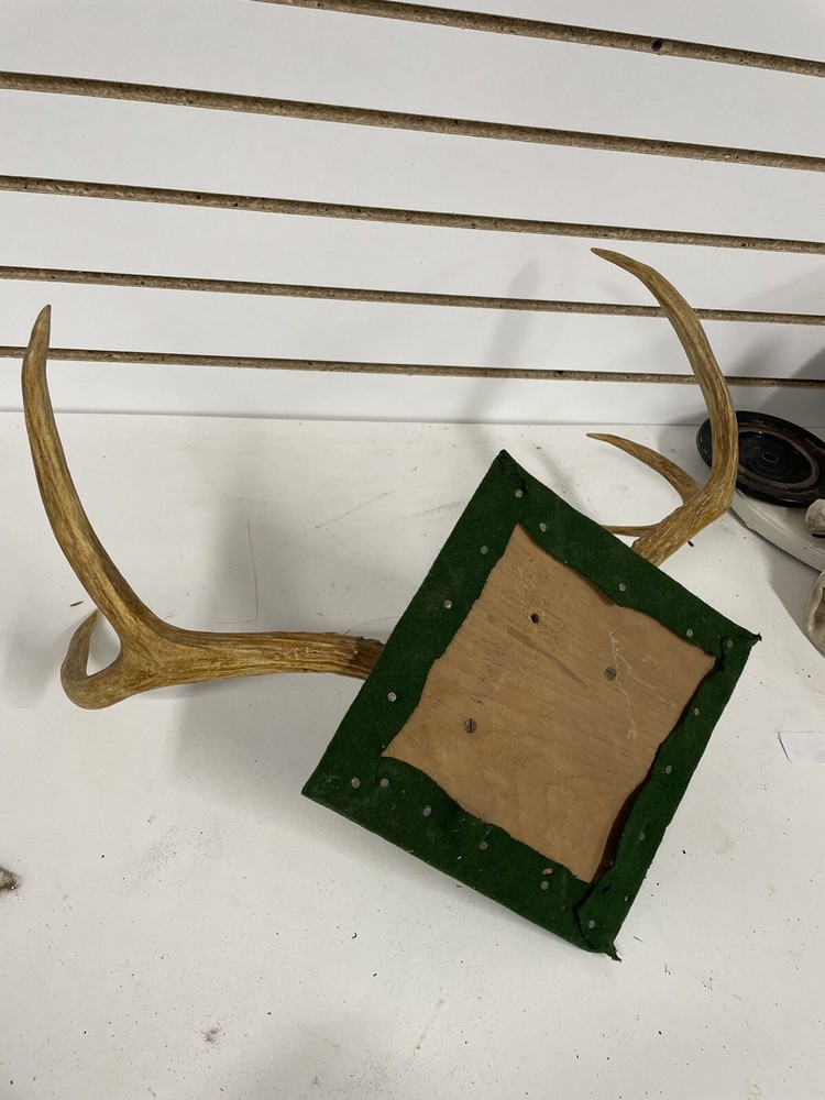 Mounted deer Antlers Wall Accent decoration BL