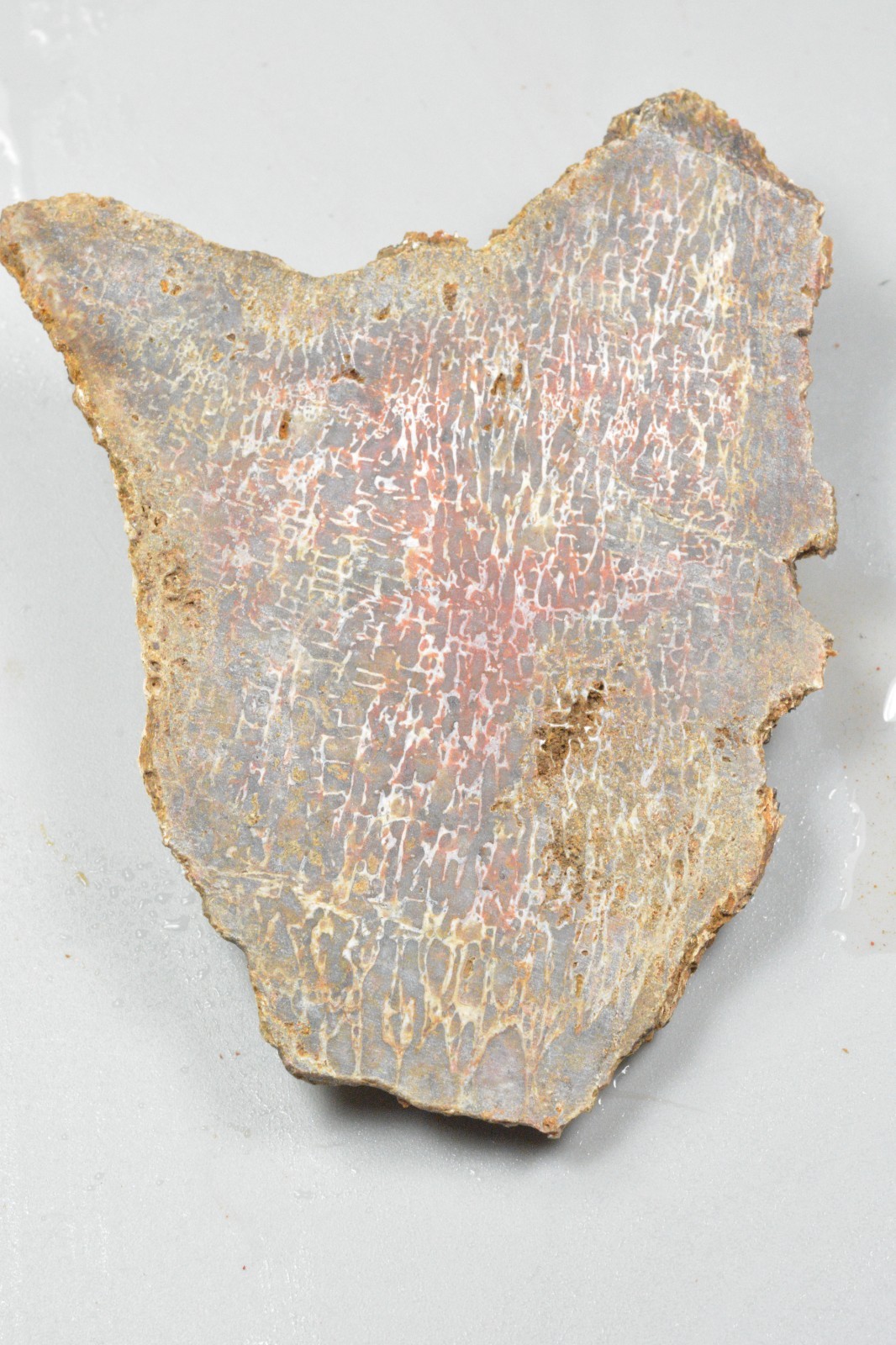 Orange Agatized Dinosaur Bone, New Mexico, 120 grams