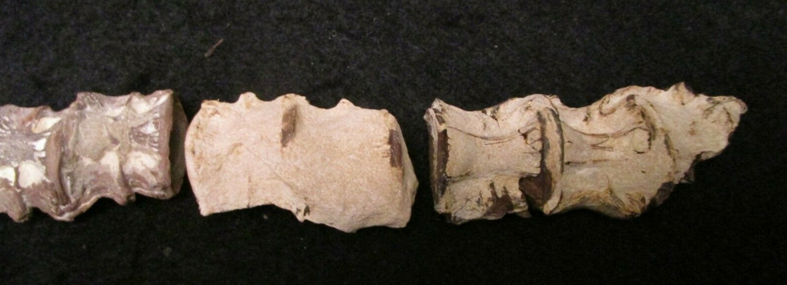 * Cretaceous Cimolichtys Fossil Fish Spine 14 Vertebrae Kansas Niobrara