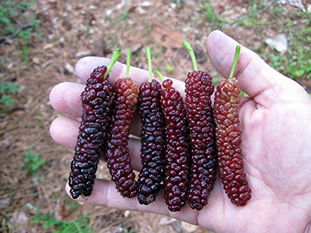 Pakistan Long Mulberry Tree - Live Plant – Morus Macroura