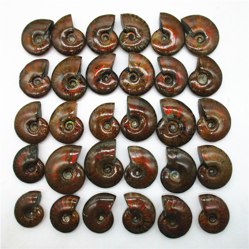 5X Natural Crystal Iridescent Ammonite Ammolite Facet Specimen Snail Fossil