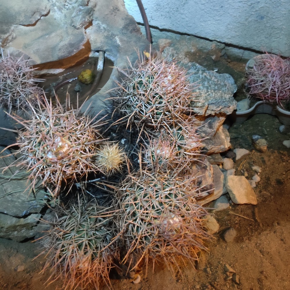 Cactus, Red barrel Long Spine , Medium