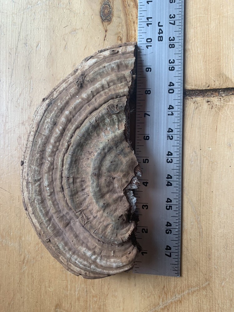 Conk Polypore Very Large In Size