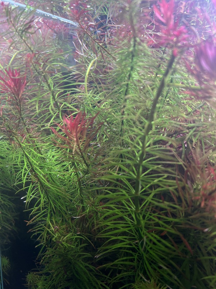 Water grass