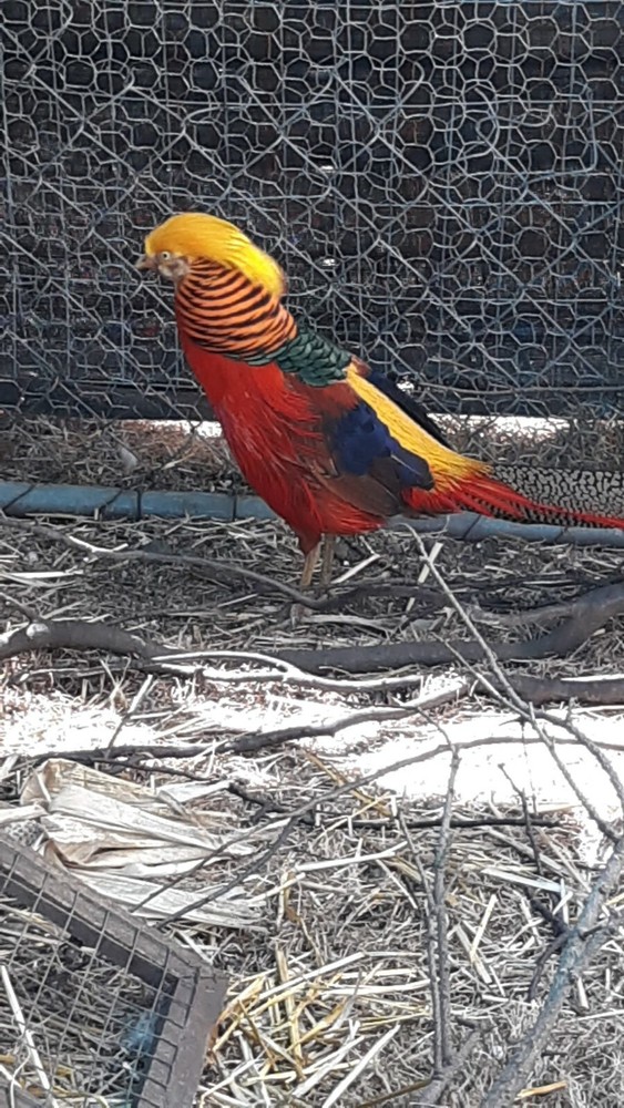 Fertile golden pheasant eggs
