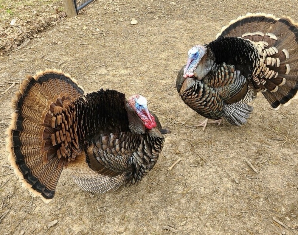 6 RIO GRANDE TURKEY EGGS