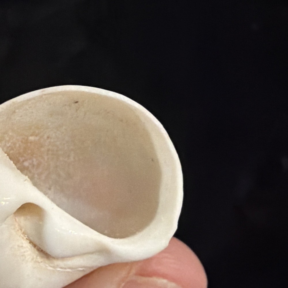 Natica Canrena Shell 25mm Florida (A695)