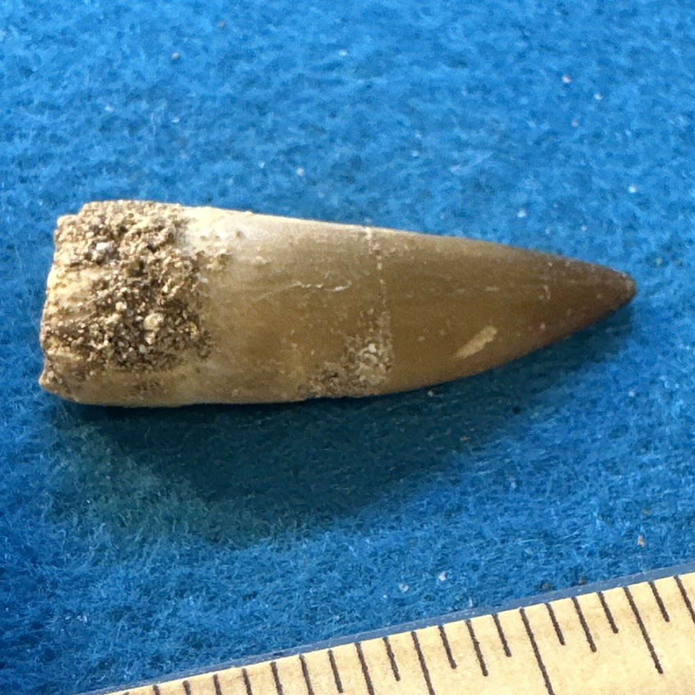 Plesiosaur Extinct Dinosaur Age Tooth Fossil in Display Case