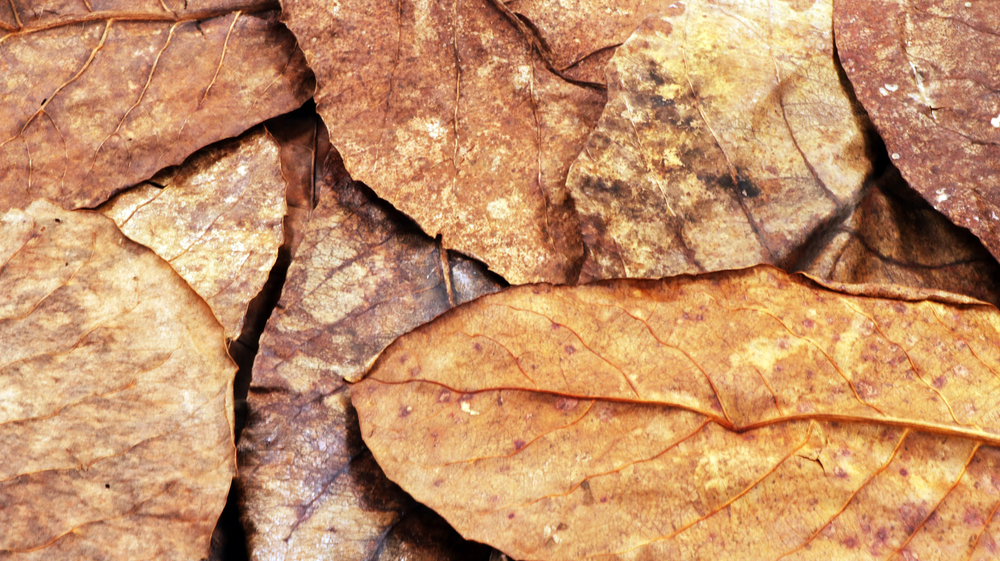 Catappa Leaves (Small) - Premium Grade A