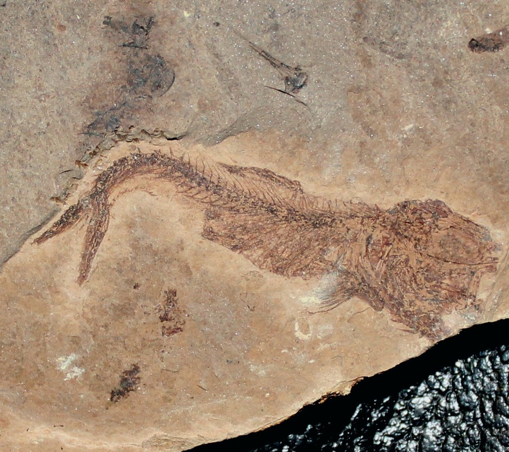 Clupea sp. - Oligocene fossil fish