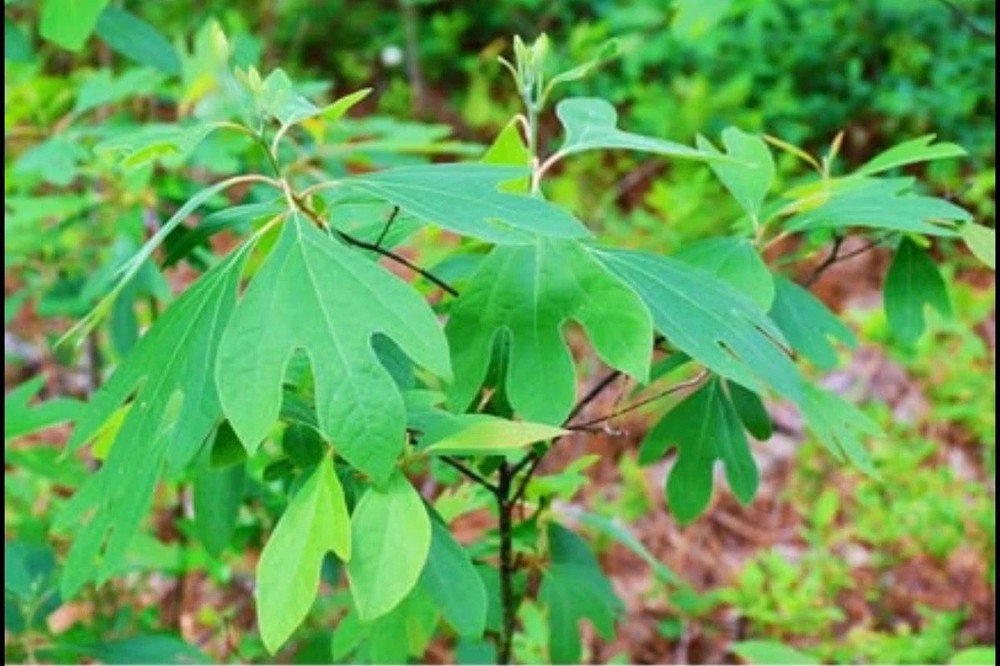 One Pound FRESH HAND DUG SASSAFRAS ROOTS (Tea, Tonic)