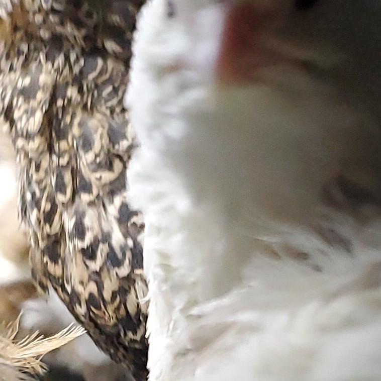 24 + Quail Hatching Eggs, mix colors