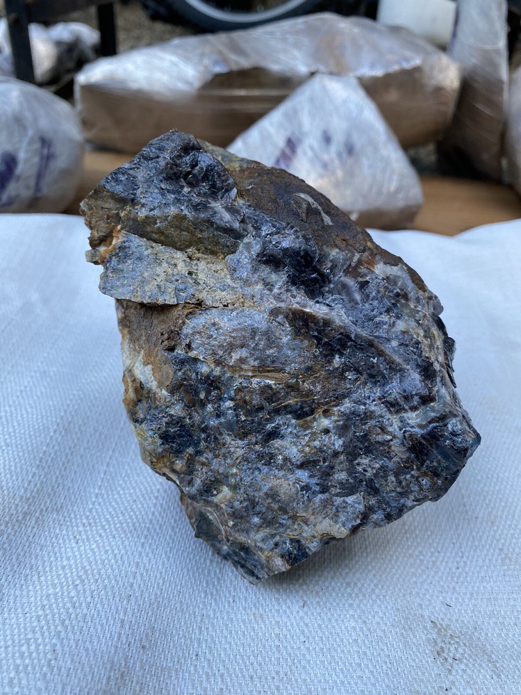 Fossilized And Opalized Fossils