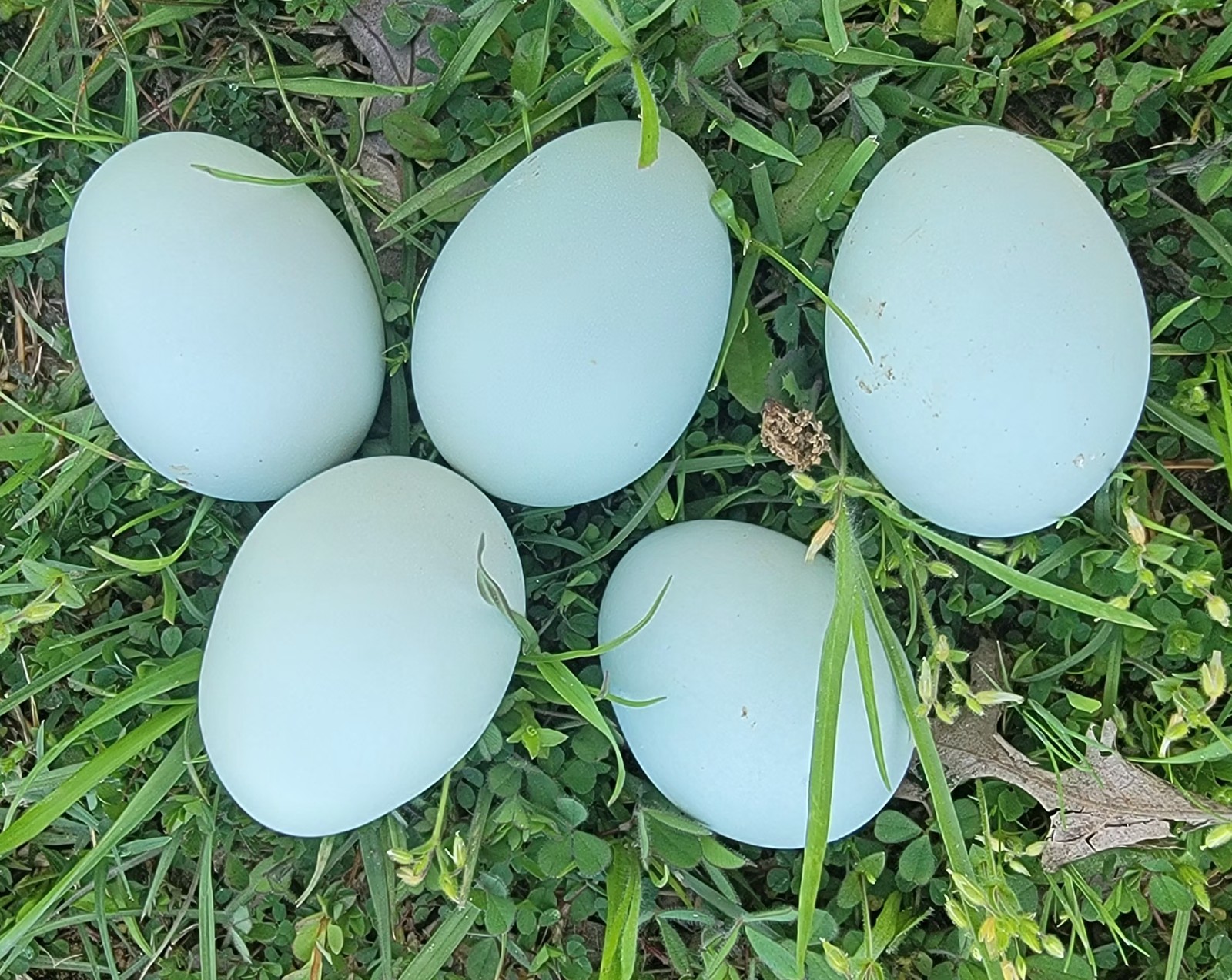 6 Fertile Lavender Ameraucana Hatching Eggs NPIP Certified