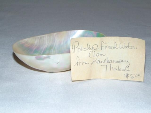 Natural Vintage FRESH WATER CLAM Polished Seashell, From Kanchanaburi, Thailand