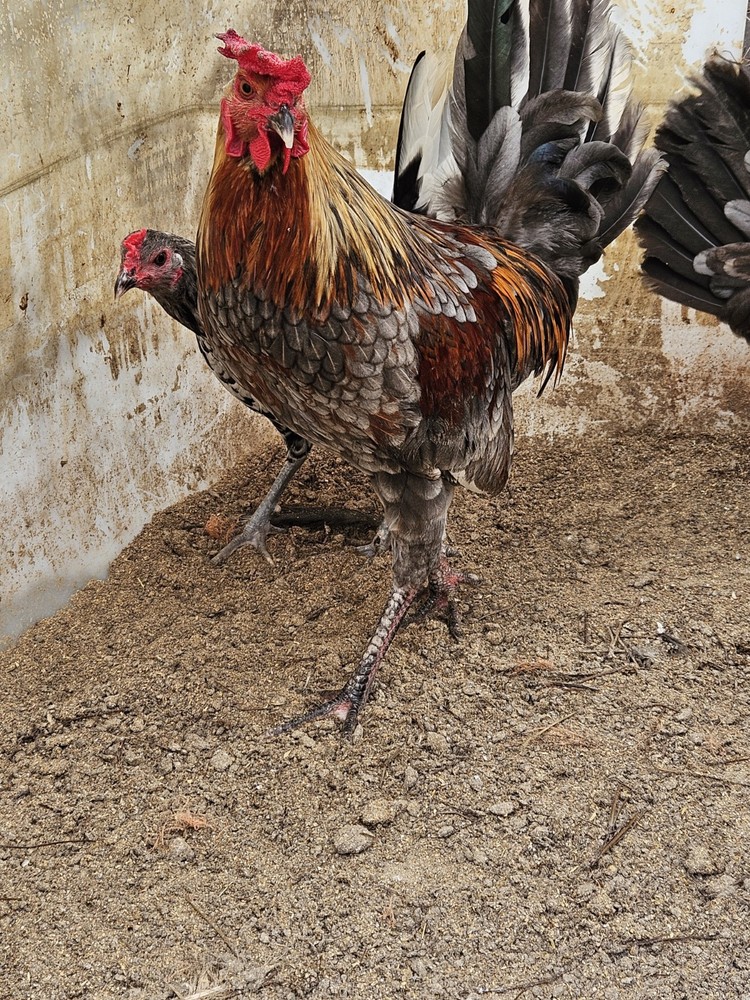 12 + Blue HENNIE / HENNY Chicken Hatching Eggs