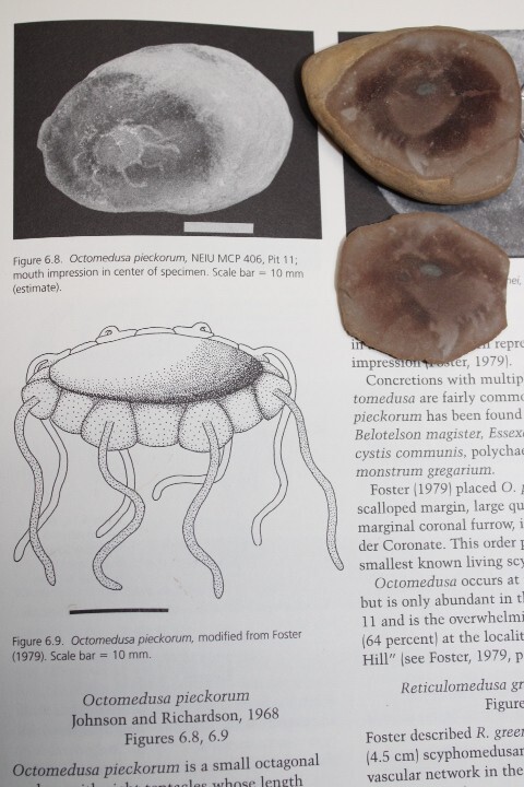 Mazon Creek Fossil Jellyfish Octmedusa pieckorum Fossils Pennsylvanian Period R1